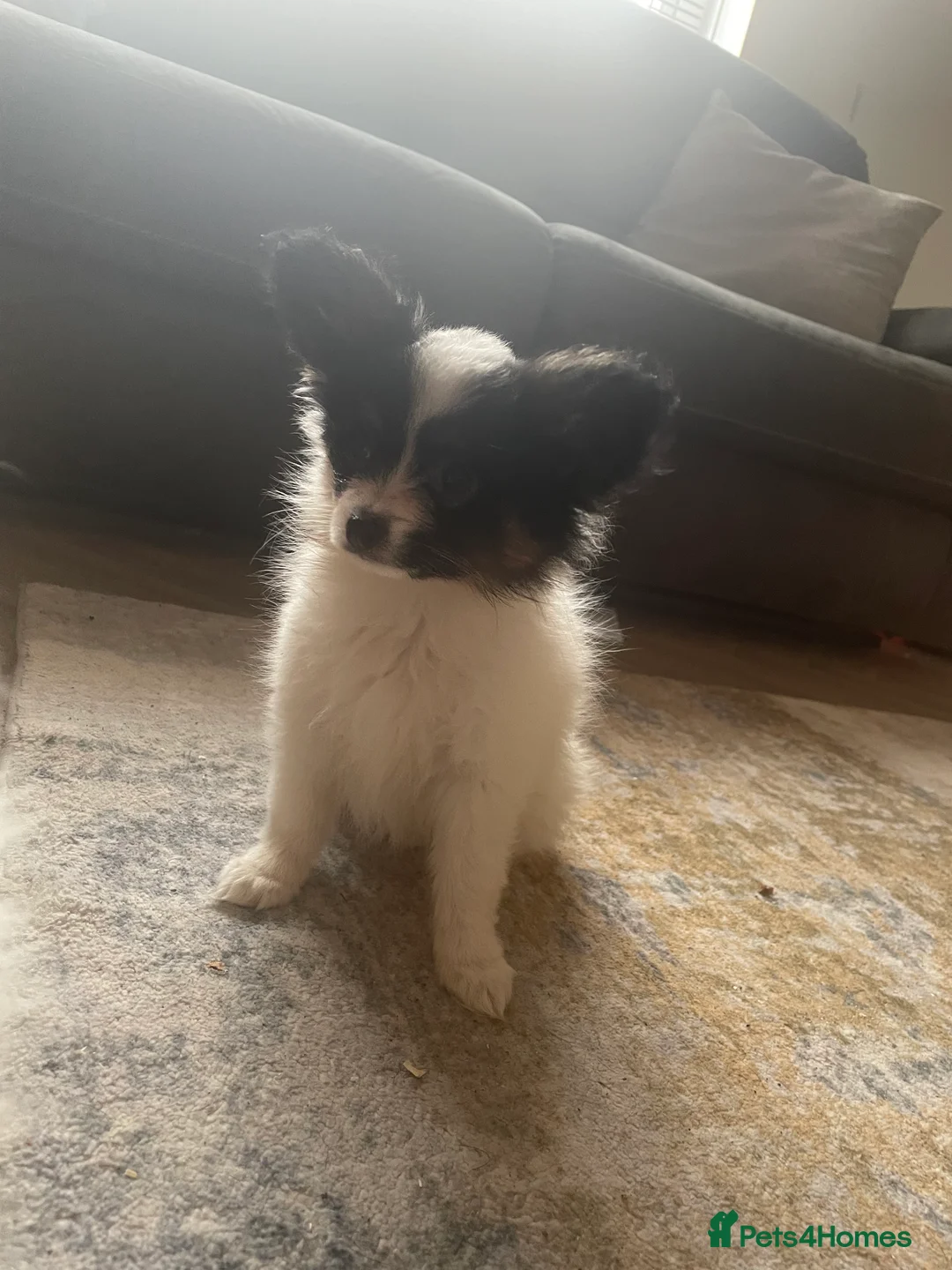 Papillon dogs for sale: Beautiful papillon puppies  in Wigan - Advert 2