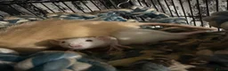 Rat rodents for sale: 4 rats with cage and bedding  in Wellington - Advert 3