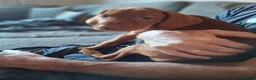 Hungarian Vizsla dogs for sale: Hungarian Vizsla puppies 1 girl and 1 boy - Advert 2