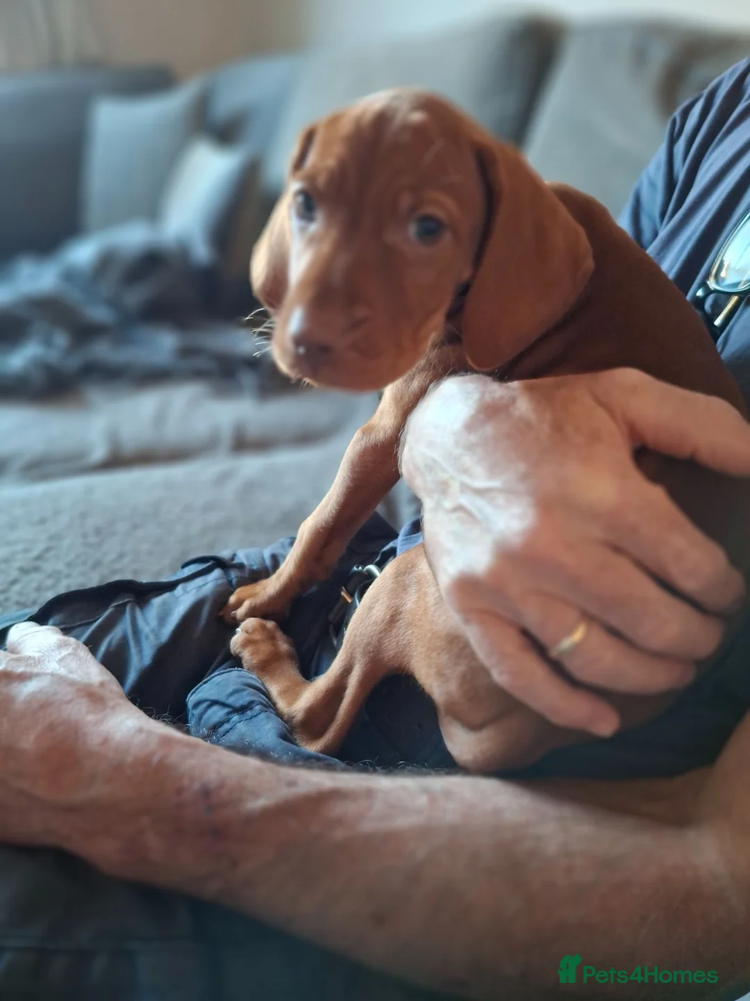 Hungarian Vizsla dogs for sale: Hungarian Vizsla puppies 1 girl and 1 boy - Advert 2