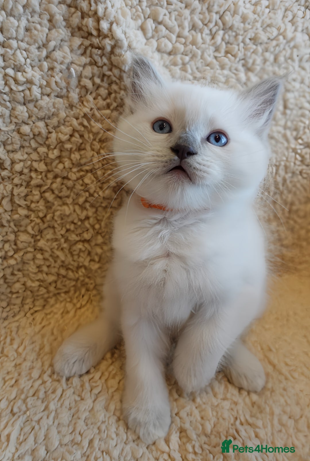 Ragdoll cats for sale: 🐾 1 Ragdoll Kitten (F) Left! - Parents GCCF 🐾 - Advert 29