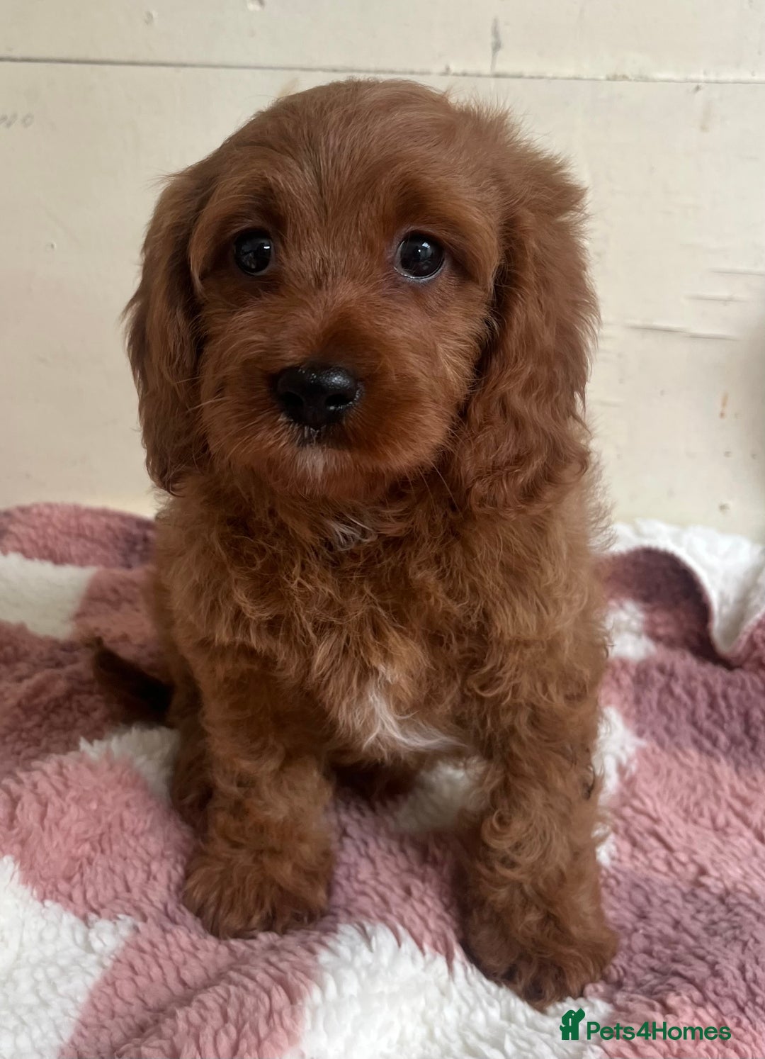 Cavapoo dogs for sale: Dark Ruby Cavapoo girl puppy - Image 1