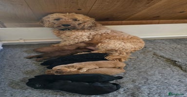 Cockapoo dogs - Advert 14