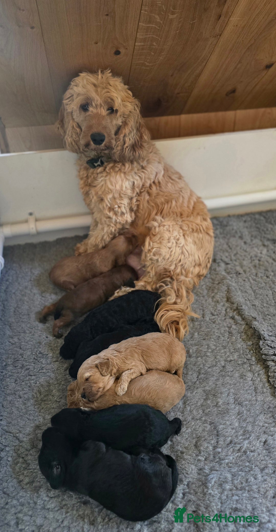 Cockapoo dogs for sale: Stunning F1b cockerpoo's - Image 3