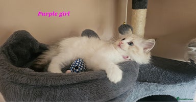 Ragdoll cats - Advert 2