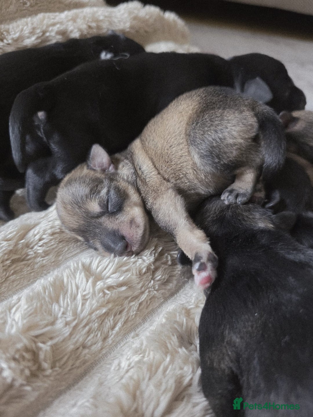 Miniature Schnauzer dogs for sale: Outstanding Miniature Schnauzer Puppies  - Advert 2