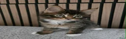 Maine Coon cats for sale: 3 Maine Coon kittens. - Advert 18