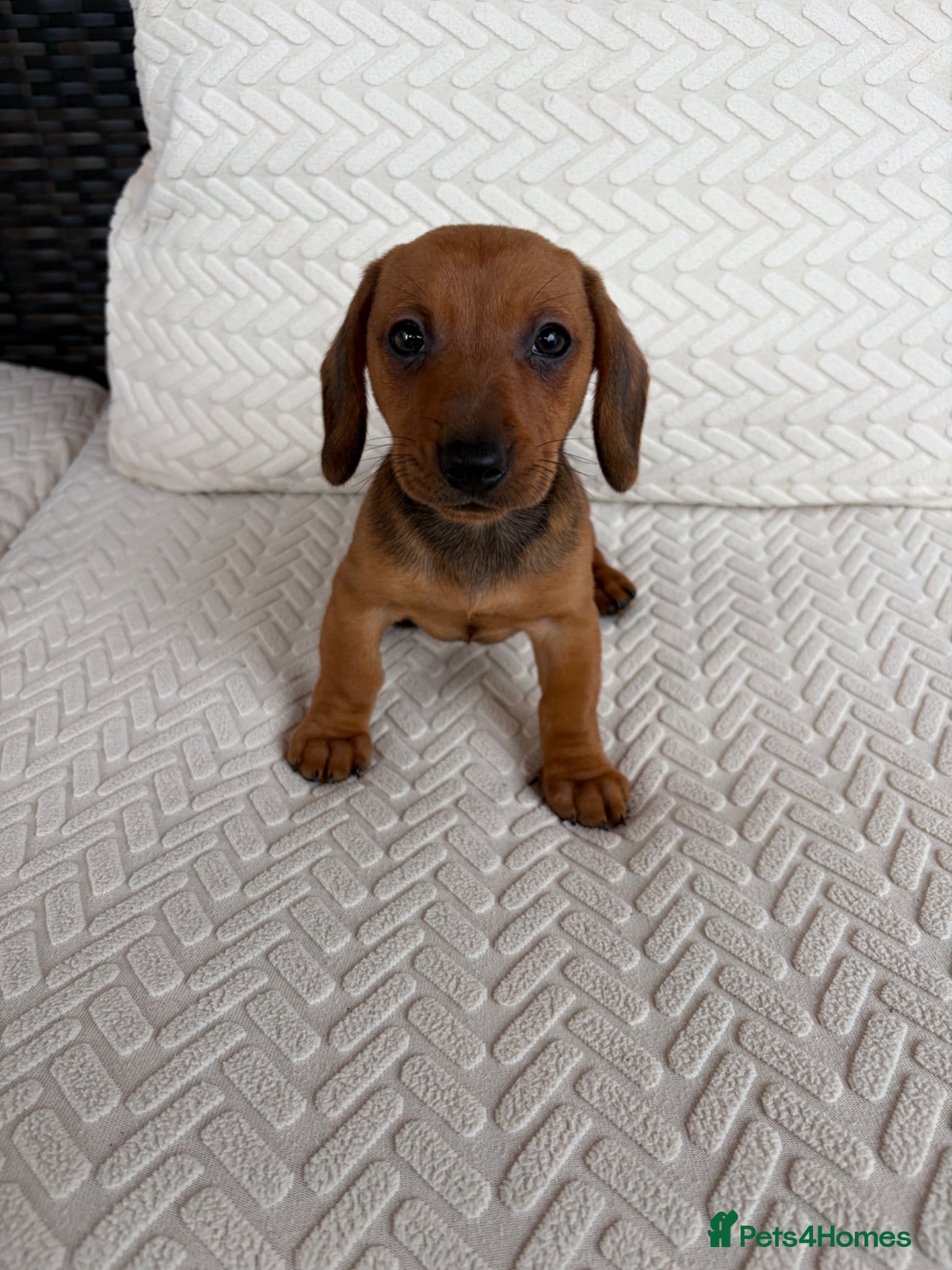 Miniature Dachshund dogs Dachshund puppies 1 Boy left first 7 photos  - Advert 1
