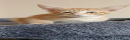 Mixed Breed cats for sale: Maine Coon x Siamese Kittens - Advert 9
