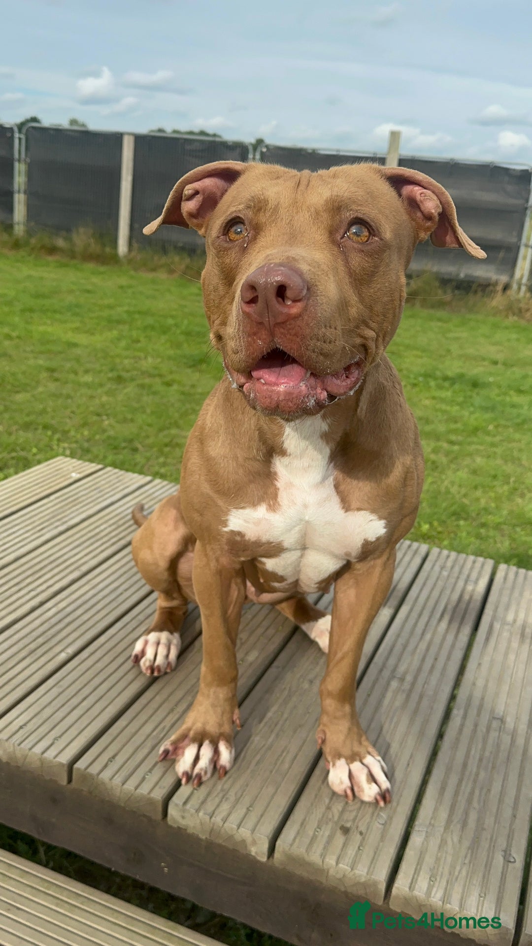 American Bull Staffy dogs for sale: Loving female for adoption  - Advert 15