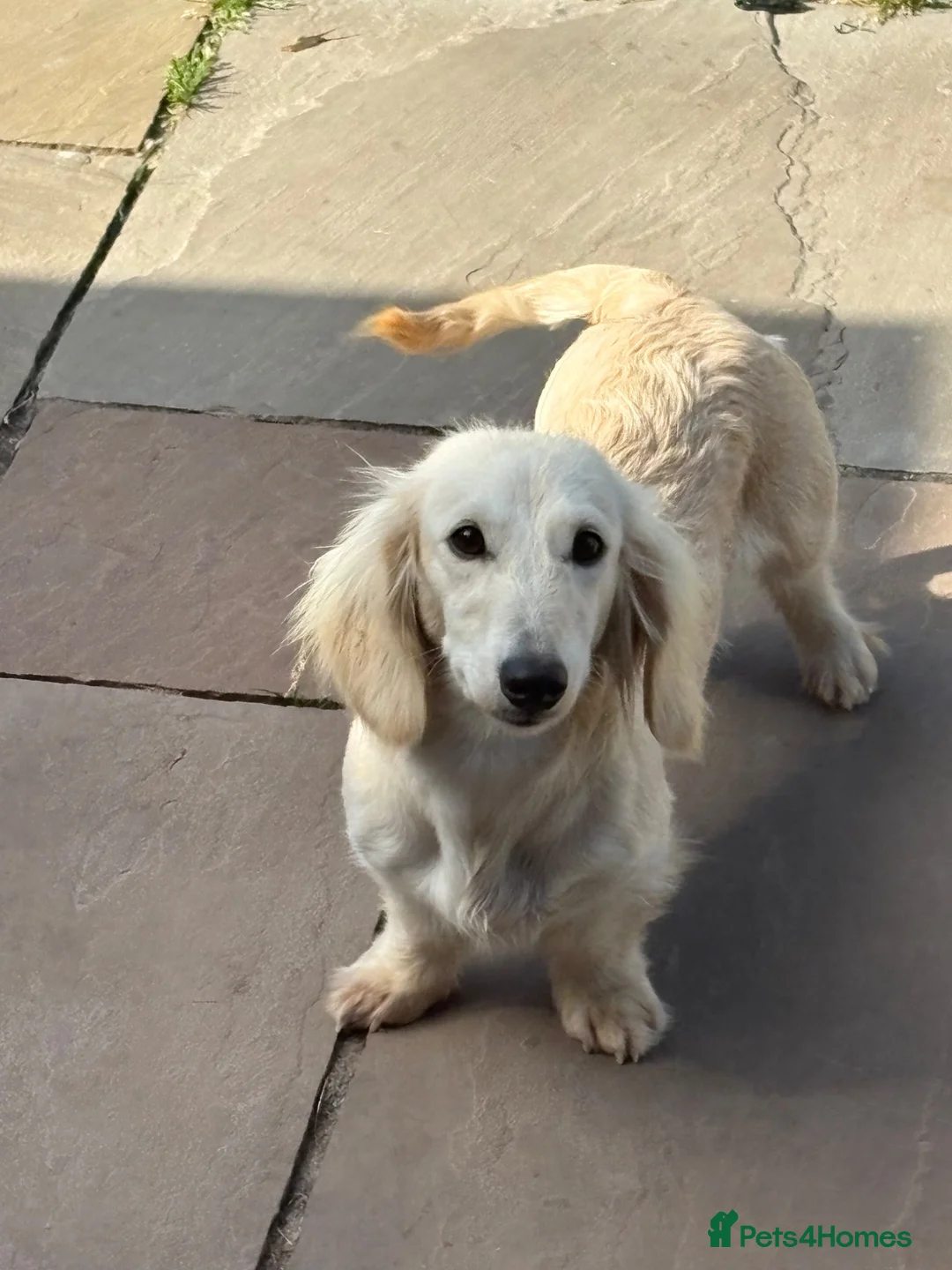 Miniature Dachshund dogs for sale: Adult Longhair Cream Female Miniature Dachshund.  - Advert 7