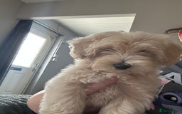 Maltipoo dogs for sale: READY TO LEAVE TINY F1 MALTIPOO PUPPIES  - Image 2