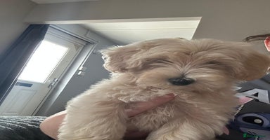 Maltipoo dogs - Advert 6