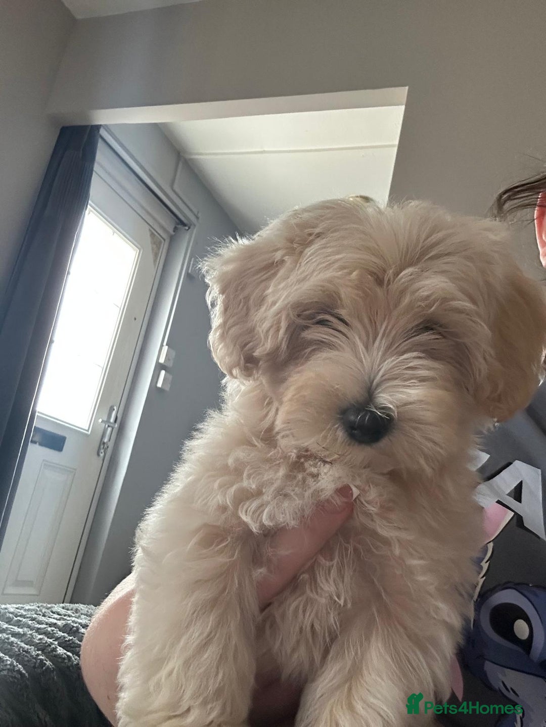 Maltipoo dogs for sale: READY TO LEAVE TINY F1 MALTIPOO PUPPIES  - Image 2