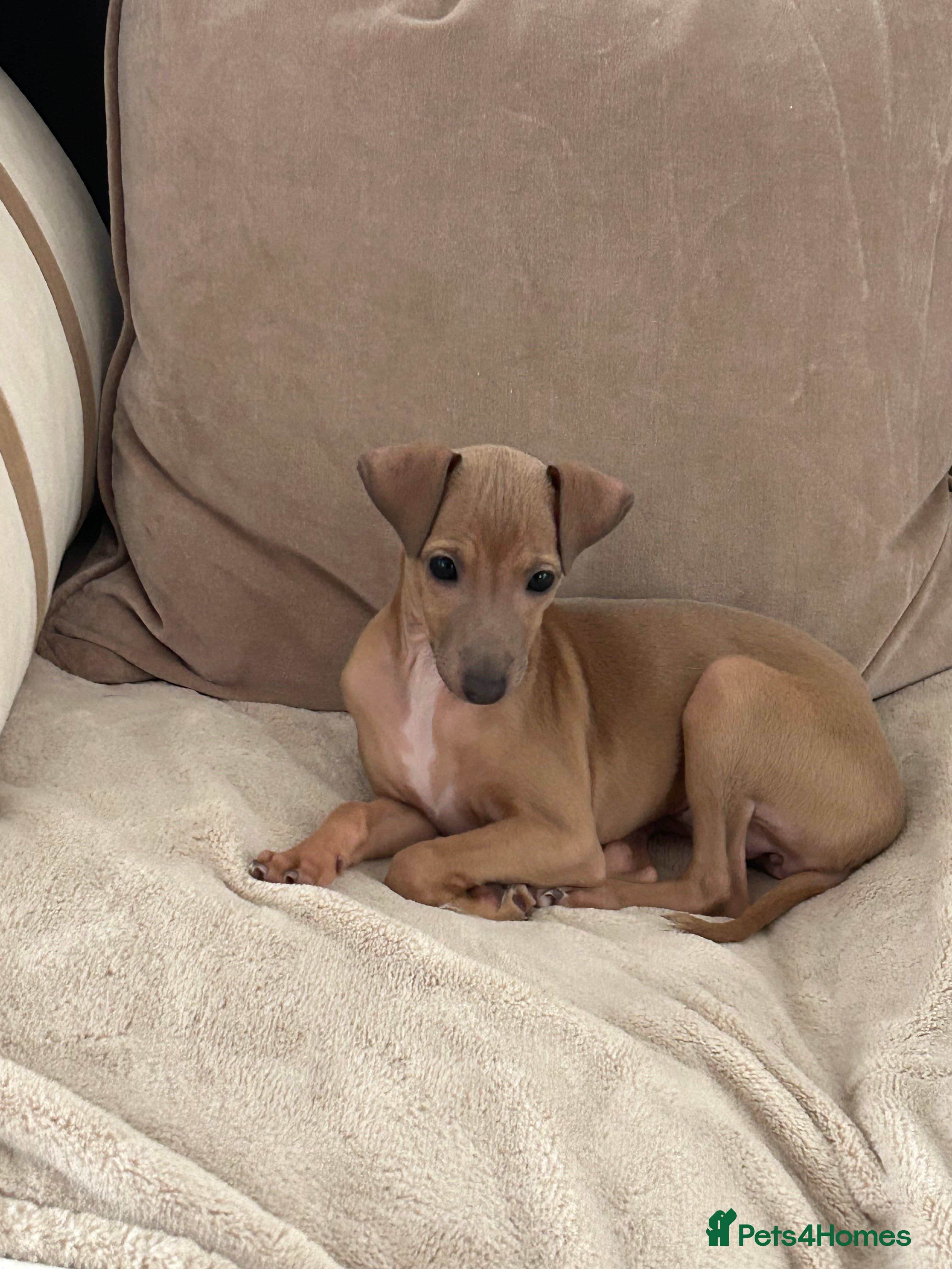 Italian Greyhound dogs Little girl 🎀KC Reg Italian Greyhound puppy - Advert 2