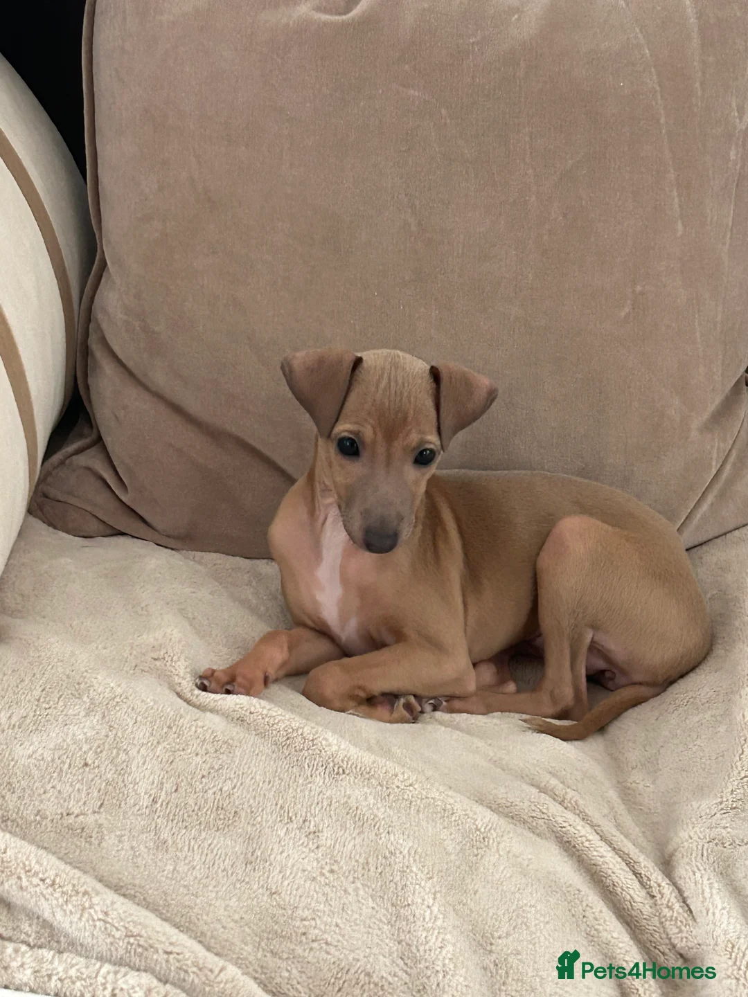 Italian Greyhound dogs for sale: Little girl 🎀KC Reg Italian Greyhound puppy - Advert 1