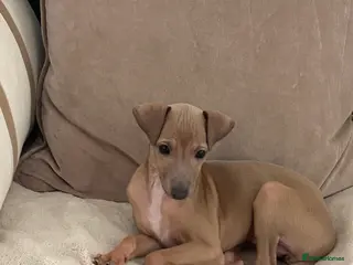 Italian Greyhound dogs Little girl 🎀KC Reg Italian Greyhound puppy - Advert 4