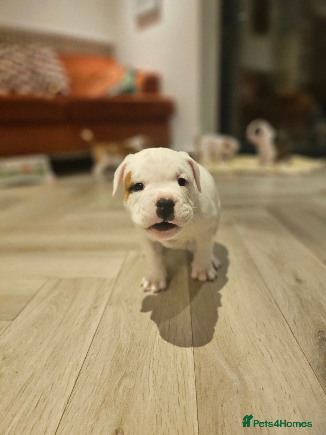 Mixed Breed dogs for sale: English Bulldog Staffordshire Bull hybrid  - Advert 7