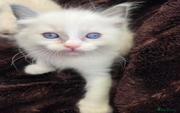 Ragdoll cats for sale: PEDIGREE RAGDOLL KITTENS FROM GCCF REGISTERED - Image 10
