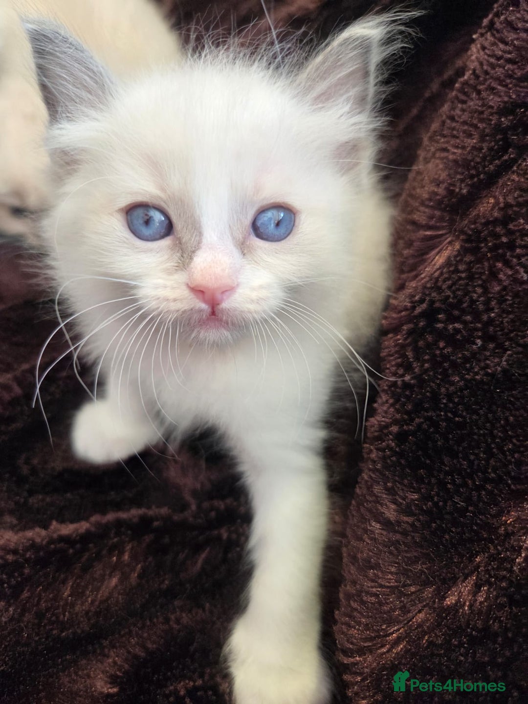 Ragdoll cats for sale: PEDIGREE RAGDOLL KITTENS FROM GCCF REGISTERED - Image 10