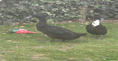 Ducks poultry - Advert 6