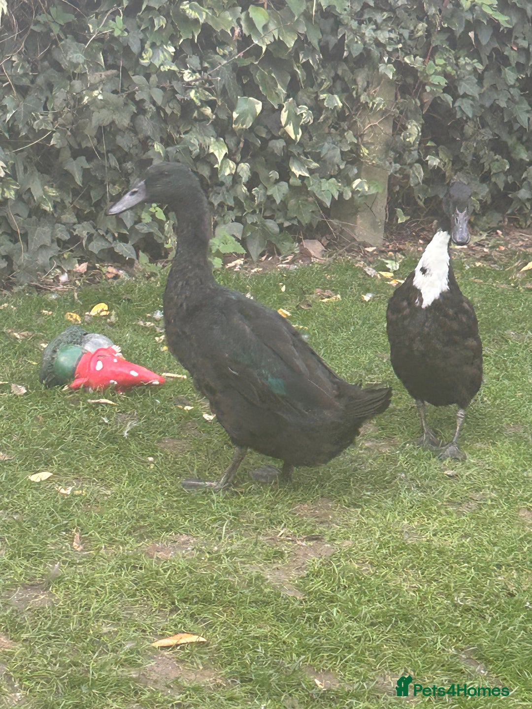 Ducks poultry for sale: 4 ducks for sale  - Image 3