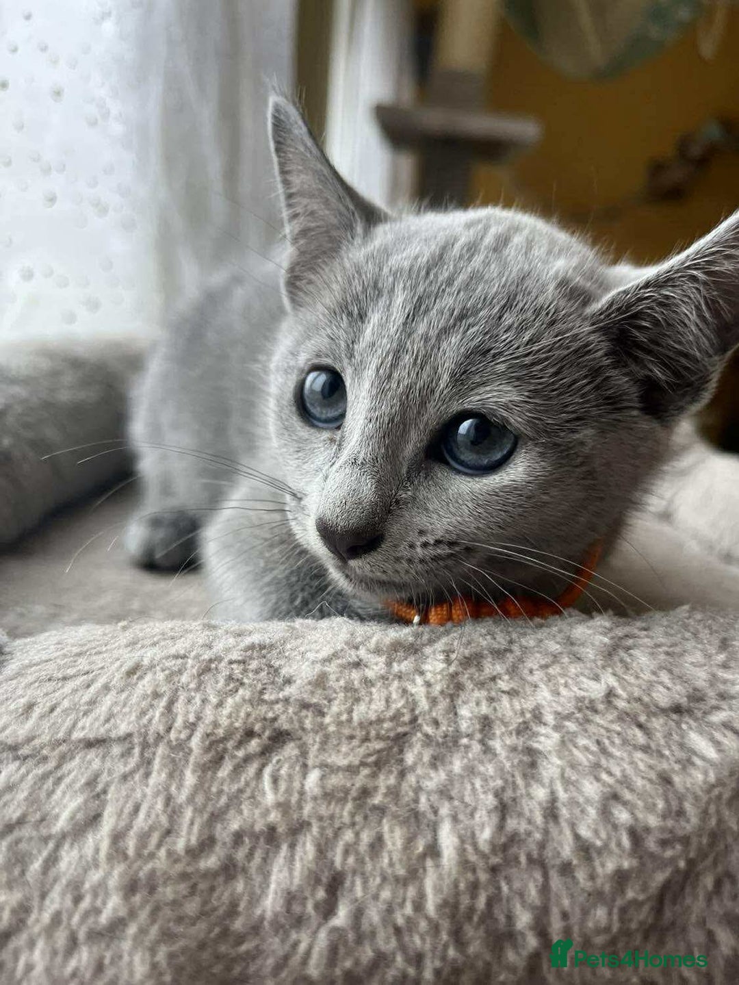 Russian Blue cats for sale: TICA REGISTERED Pure Breed Russian Blue Kittens - Image 5