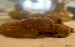 Cavapoo dogs for sale: 🐾 Red f1 Cavapoo Puppies 🐾 - Image 9