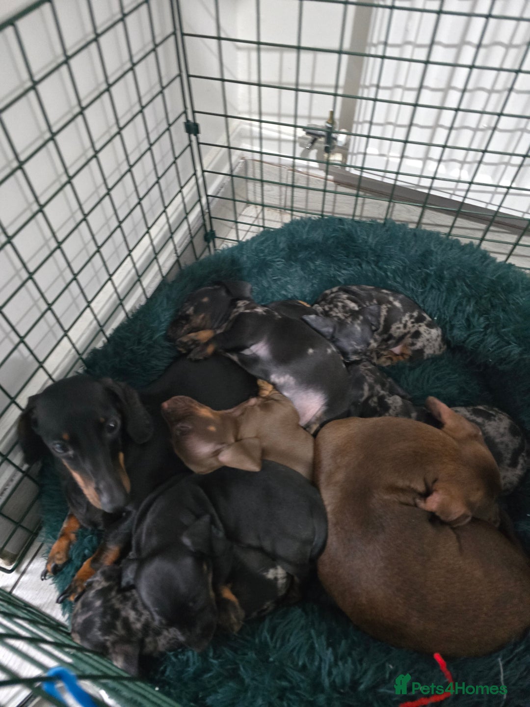 Dachshund dogs for sale: 6 mini daschunds looking for new home - Advert 9