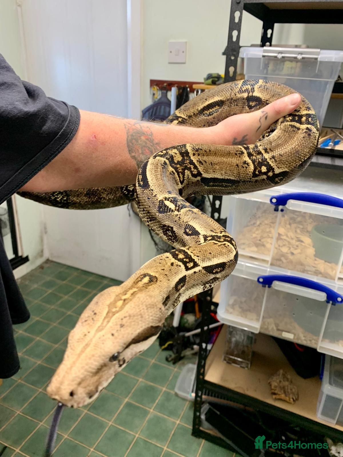 Boa Snake reptiles 6 year old male common boa constrictor - Advert 1