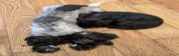 Cocker Spaniel dogs for sale: Show Cocker Pups - Advert 5