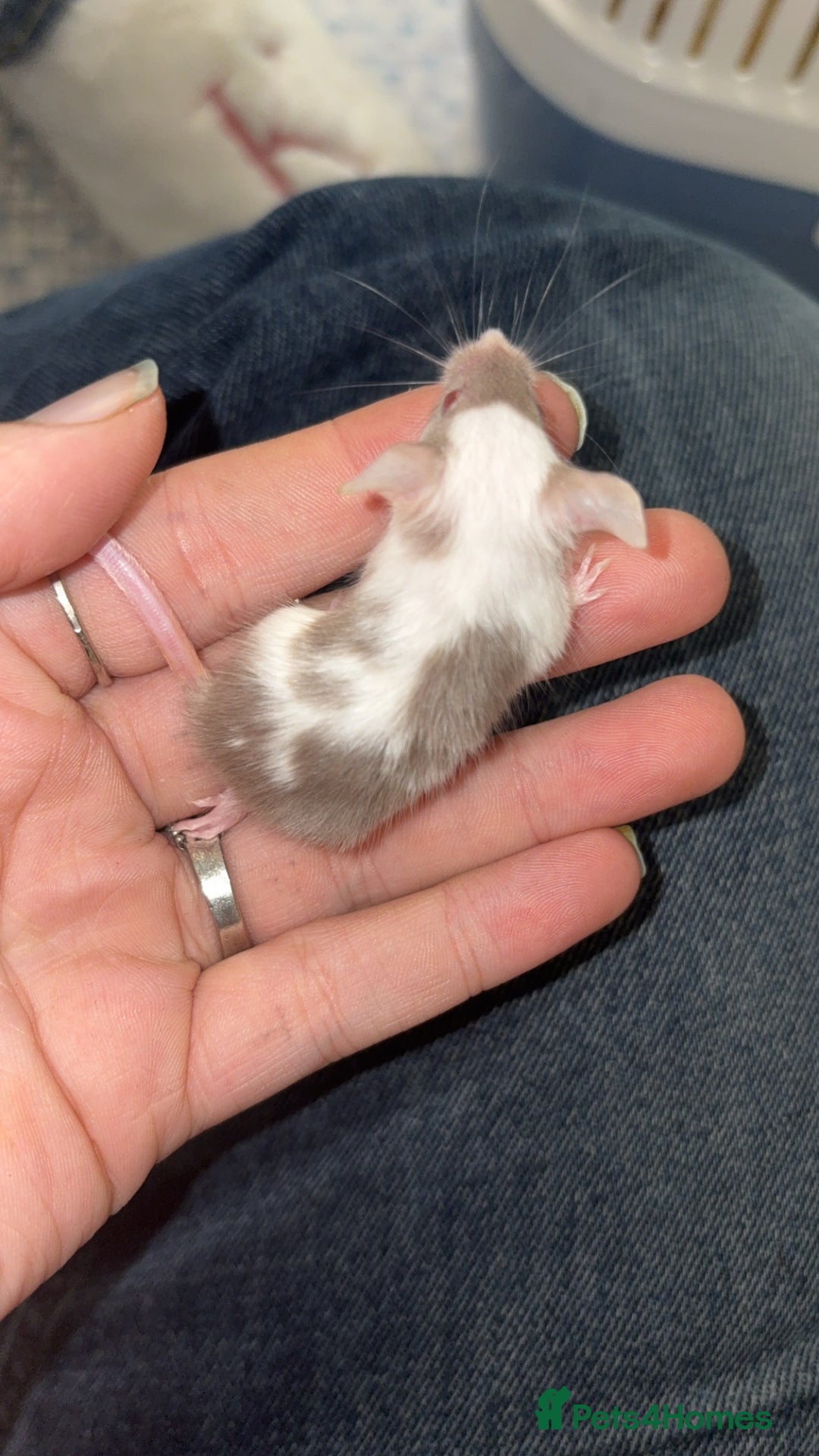 Mouse rodents for sale: Male fancy mice 🐭  in Honiton - Image 15