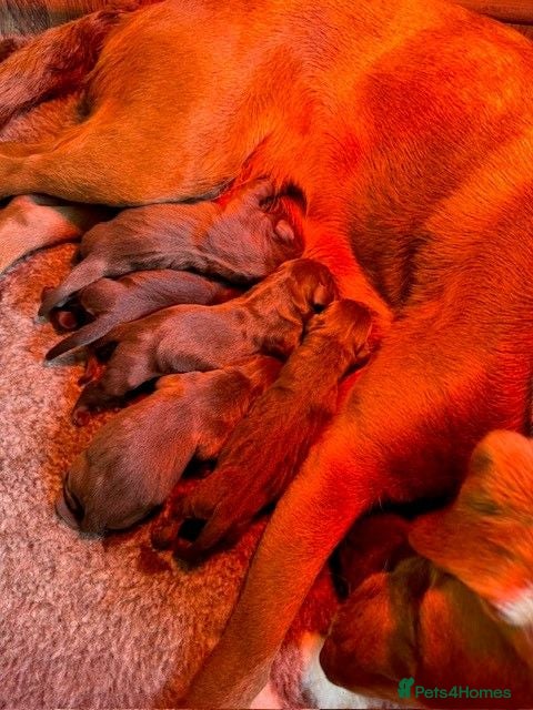 Labrador Retriever dogs Choc dual purpose Lab pups, KC Reg Health Tested  - Advert 2