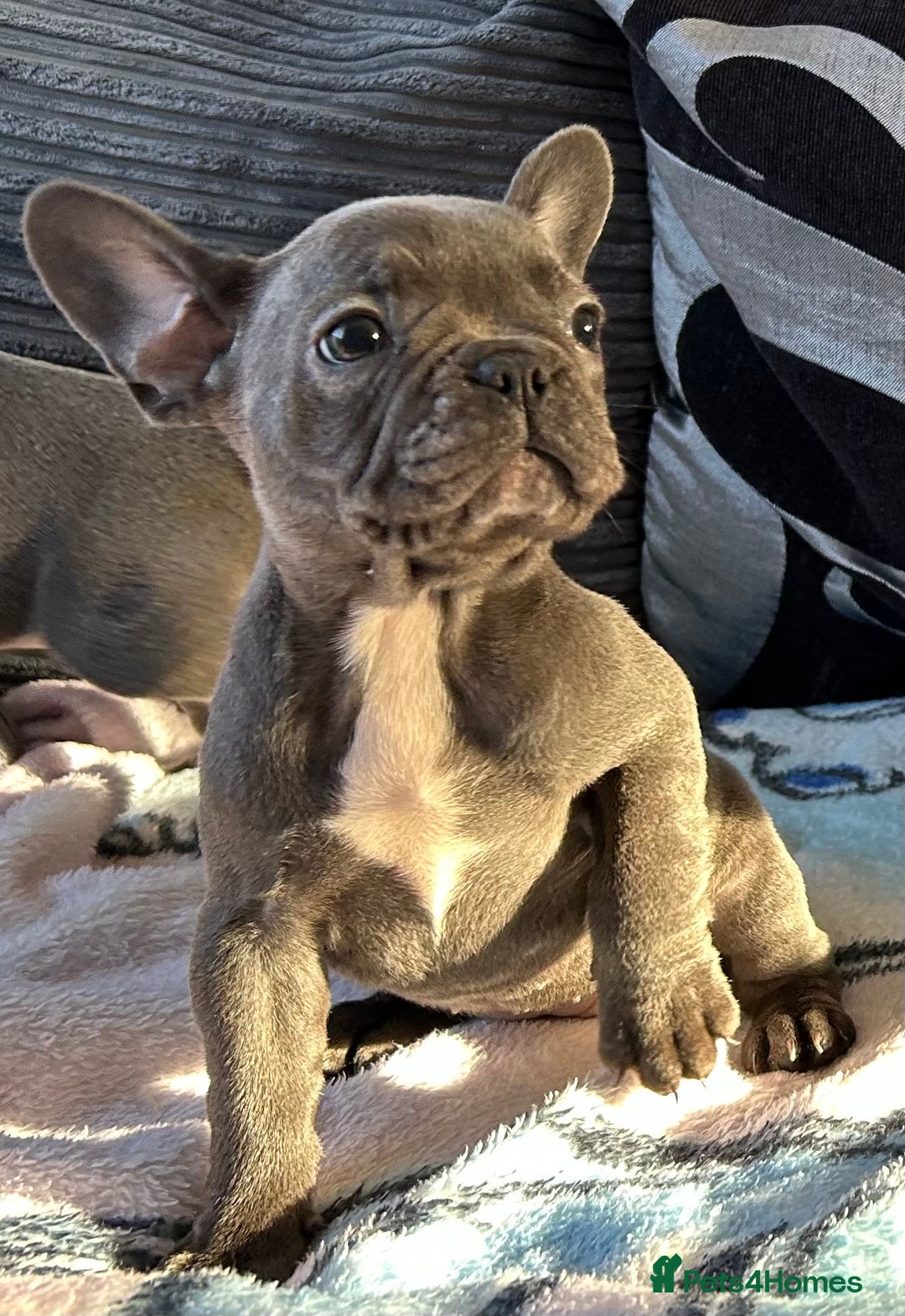 French Bulldog dogs for sale: 4 Solid Blue French Bulldog Girls - Advert 5