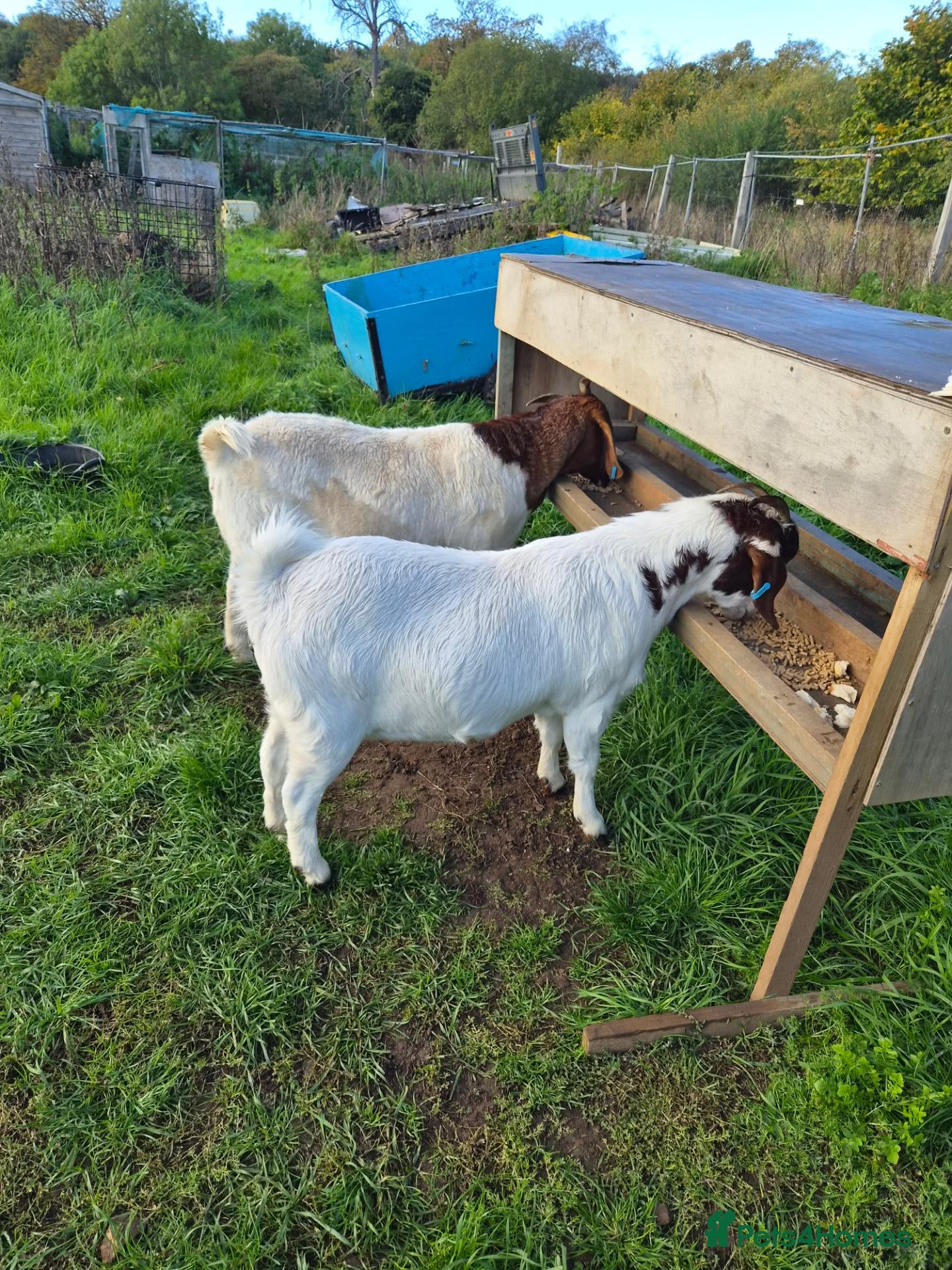 Goats livestock Two boer nanny goats - Advert 4