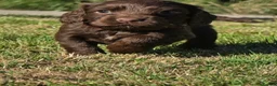 Cocker Spaniel dogs for sale: Beautiful cocker spaniel puppy’s  in Liskeard - Advert 15