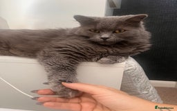 British Longhair cats for sale: Maeve - Image 4