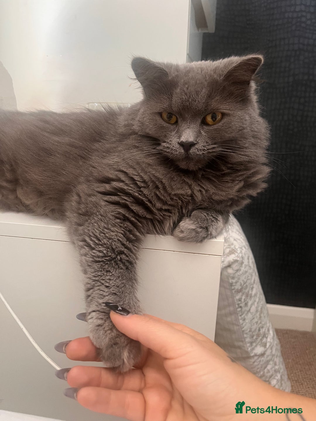 British Longhair cats for sale: Maeve - Image 4
