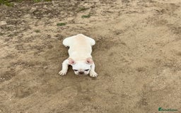 French Bulldog dogs for sale: Such a honest little lady - Image 15