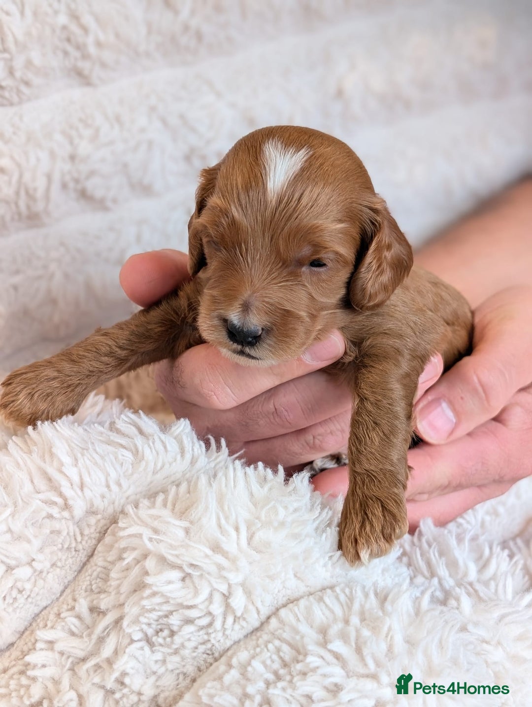 Cockapoo dogs for sale: Red Miniature Cockapoos – F1B - Advert 7