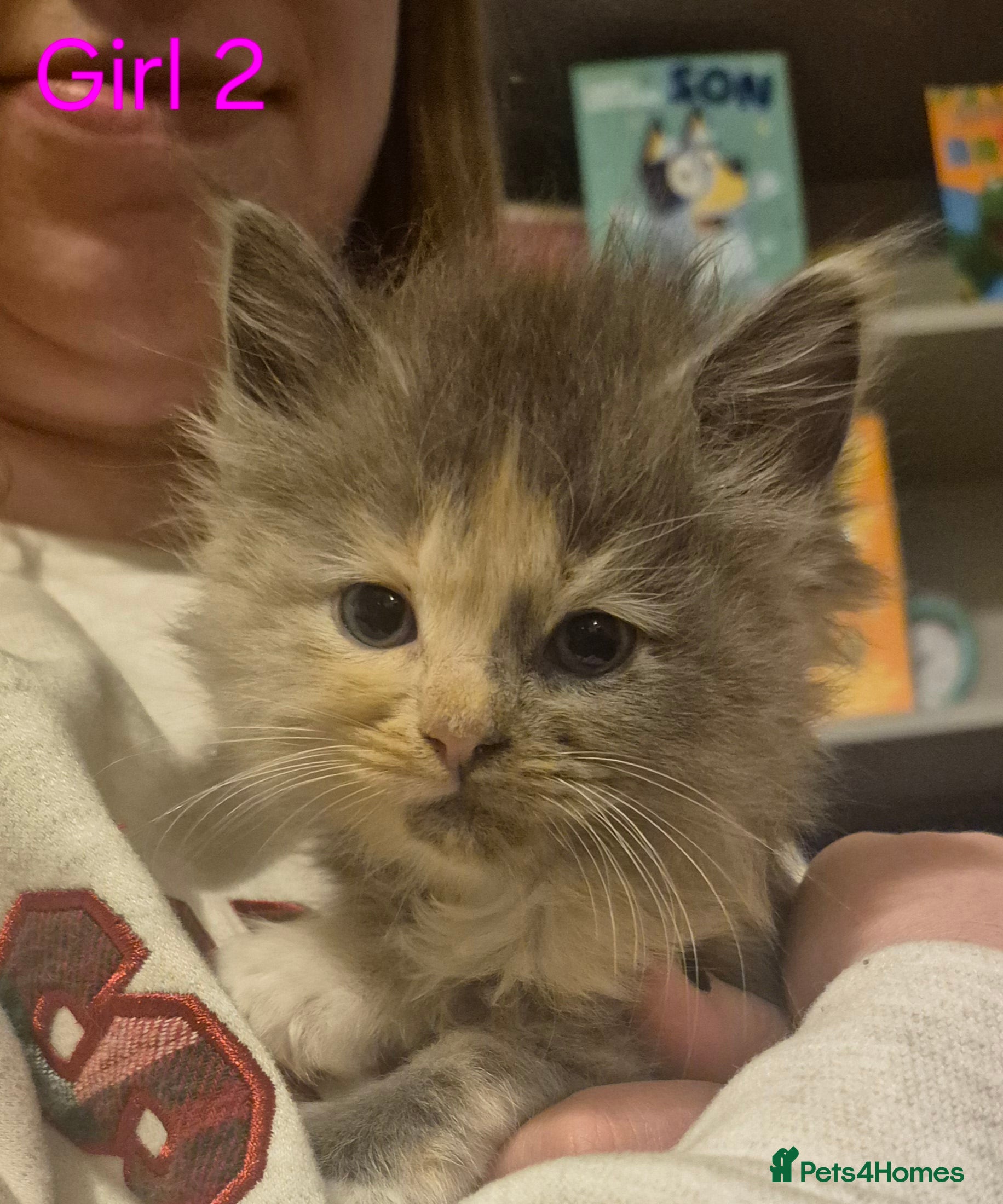 Mixed Breed cats 5 Beautiful Maine Coon/Ragdoll Kittens  - Advert 8