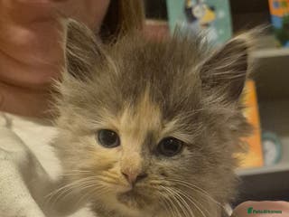 Mixed Breed cats 5 Beautiful Maine Coon/Ragdoll Kittens - Advert 1