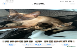 Mixed Breed cats for sale: Beautiful half Siamese kittens  - Image 2