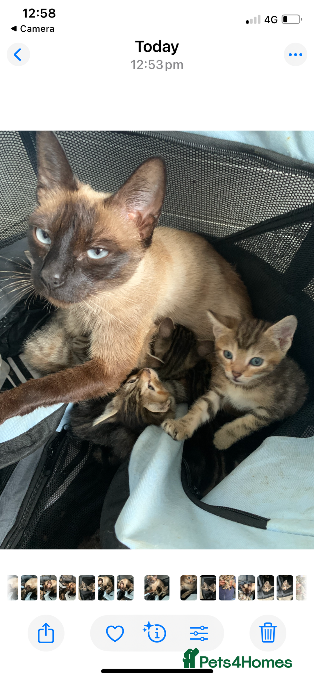 Mixed Breed cats for sale: Beautiful half Siamese kittens  - Image 2