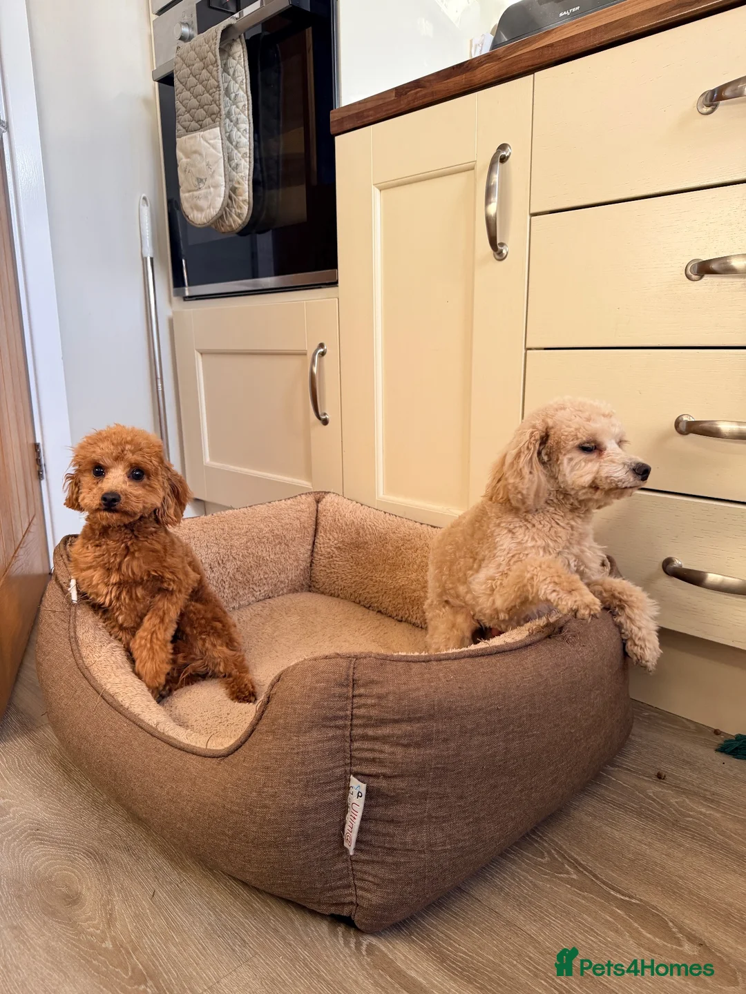 Cavapoo dogs for sale: 🐾 Cookie & Cream – Two Beautiful Young Dogs in Doncaster - Advert 2