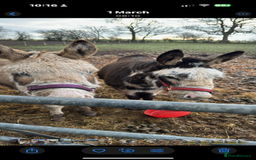Donkey livestock for sale: donkeys  - Image 7