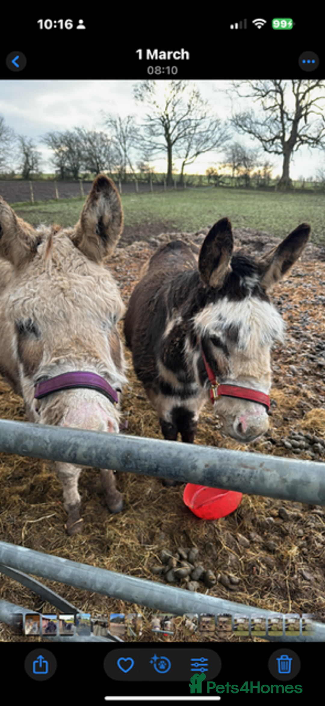 Donkey livestock for sale: donkeys  - Image 7