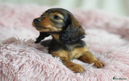 Miniature Dachshund dogs for sale: Gorgeous Longhair Miniature Dachshund Girls - Image 32