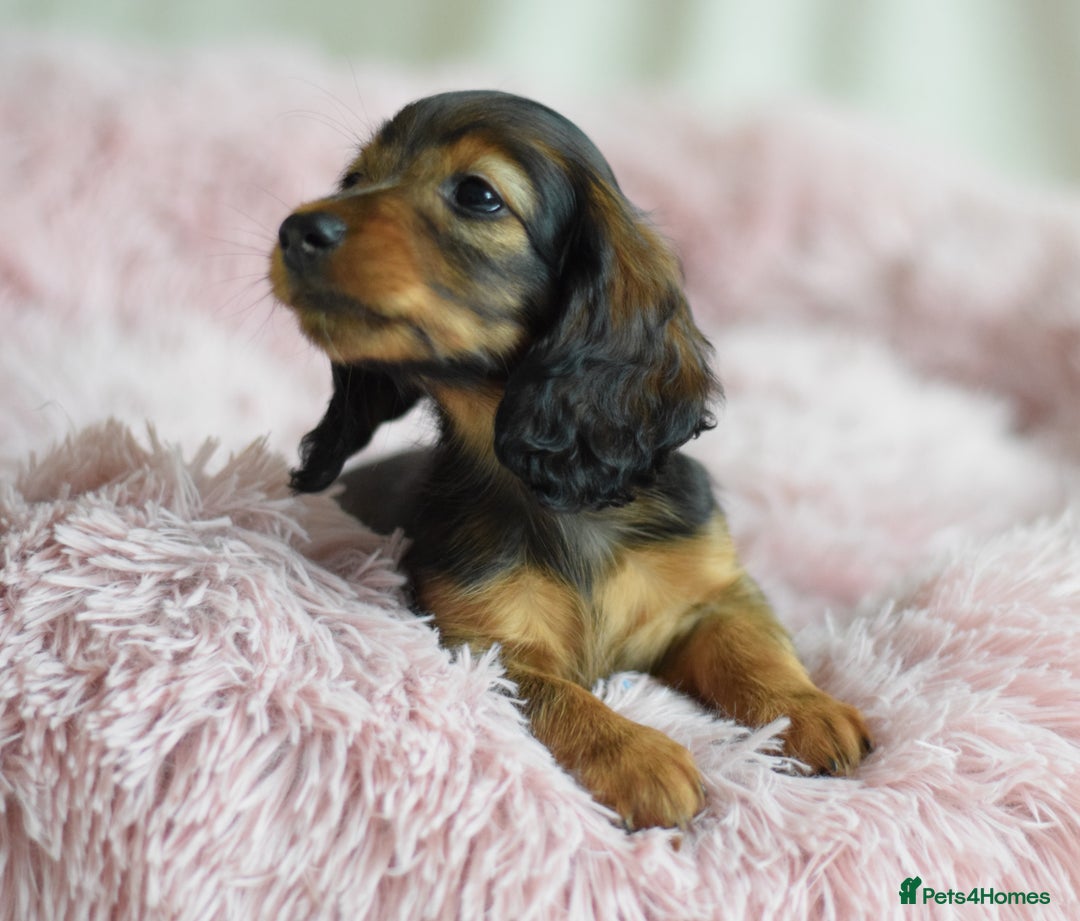 Miniature Dachshund dogs for sale: Gorgeous Longhair Miniature Dachshund Girls - Image 32