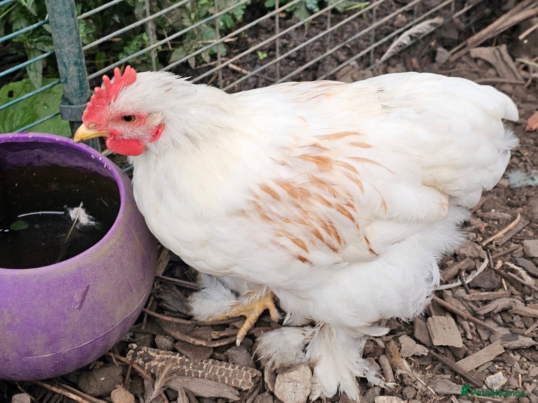 Chickens poultry for sale: ** Stunning friendly Pekin Cockerals available **  - Image 9